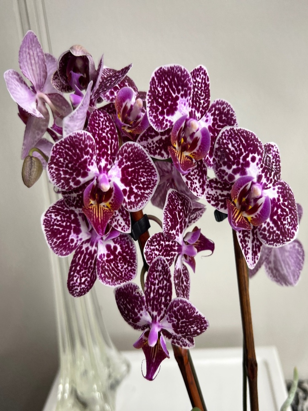 Phalaenopsis Mini Orchid plant IN BLOOM - a perfect gift for Mother's Day!
